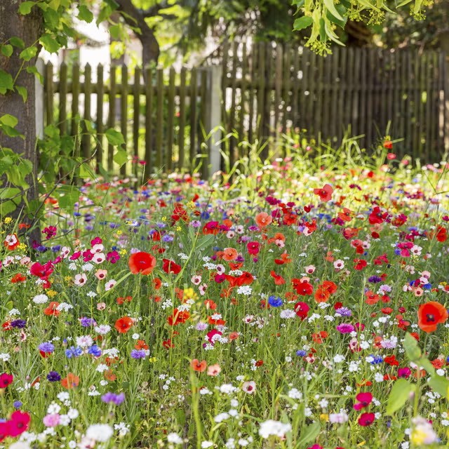 Grave Gardens